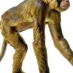 Primatology Princeton Press Kindle eBook Reprint-0
